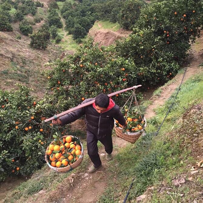 哈爾濱奉節臍橙，產地直郵歡迎預定總代理批發兼零售，哈爾濱購網www.hrbgw.com送貨上門,奉節臍橙，產地直郵歡迎預定哈爾濱最低價格批發零售,京聰商城,哈爾濱購物送貨上門。