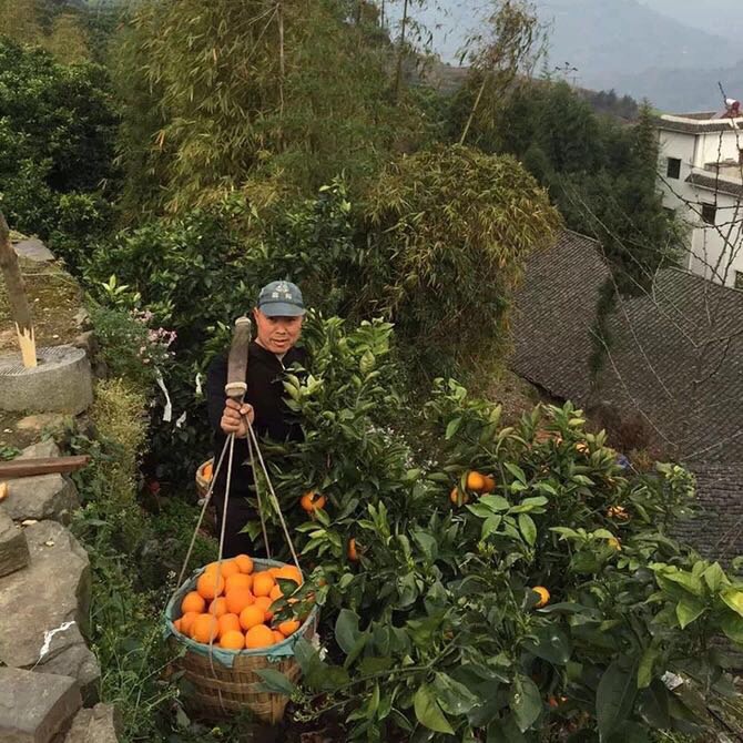 哈爾濱奉節臍橙，產地直郵歡迎預定總代理批發兼零售，哈爾濱購網www.hrbgw.com送貨上門,奉節臍橙，產地直郵歡迎預定哈爾濱最低價格批發零售,京聰商城,哈爾濱購物送貨上門。