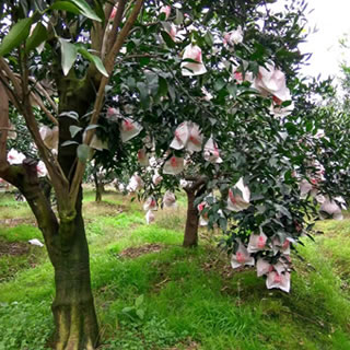 哈爾濱春見(jiàn)（耙耙柑）試吃裝，四川蒲江新鮮水果總代理批發(fā)兼零售，哈爾濱購(gòu)網(wǎng)www.hrbgw.com送貨上門(mén),春見(jiàn)（耙耙柑）試吃裝，四川蒲江新鮮水果哈爾濱最低價(jià)格批發(fā)零售,京聰商城,哈爾濱購(gòu)物送貨上門(mén)。